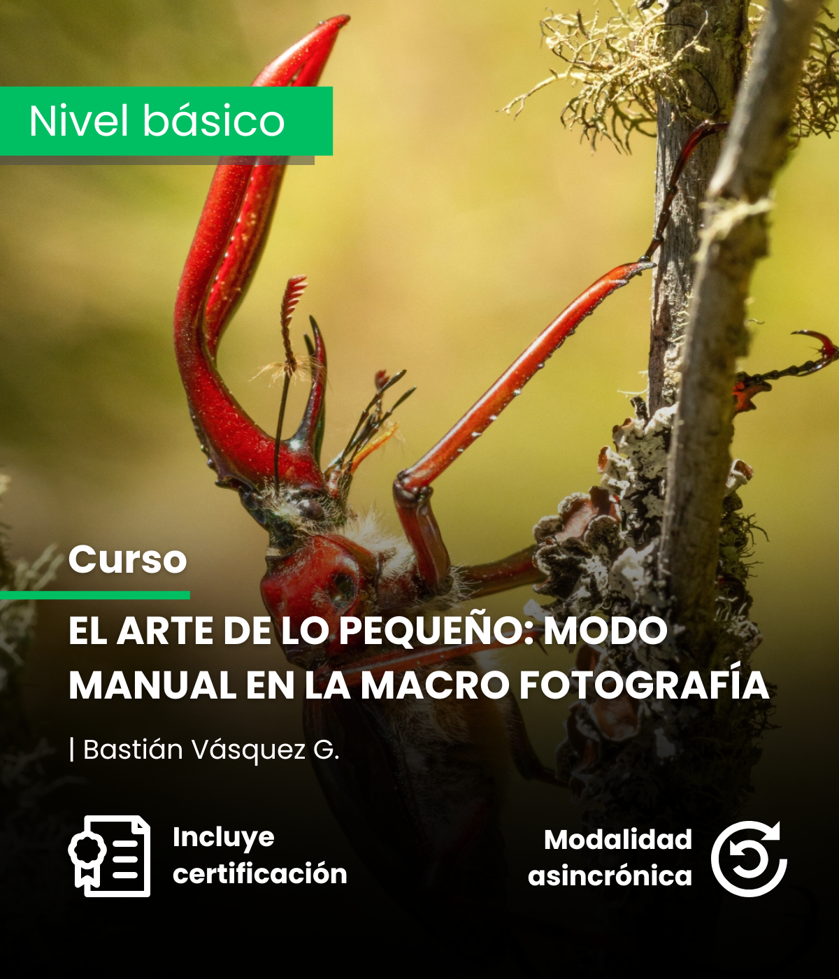 El arte de lo pequeño: modo manual en la macro fotografía
