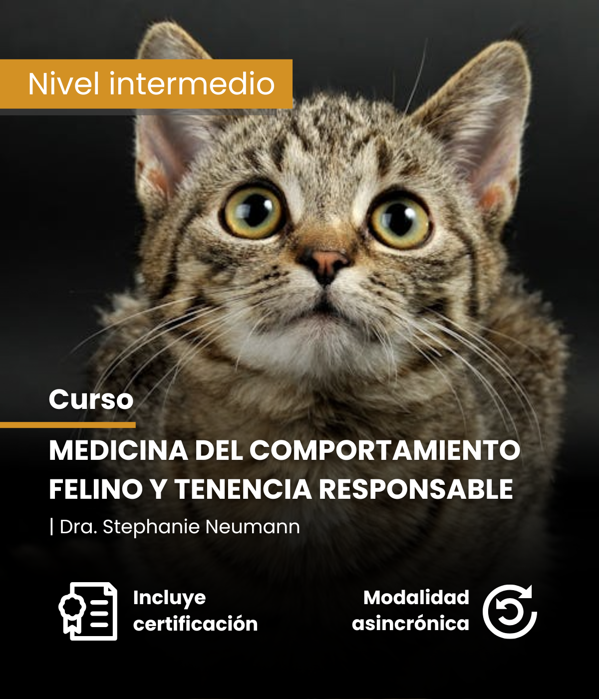 Medicina del comportamiento felino y tenencia responsable